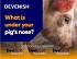 Join the Devenish Team at the World Pork Expo in Des Moines, IA